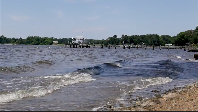 Virginia Institute of Marine Science Scientist Emily Revist deploying oysters with students (Extended Video)