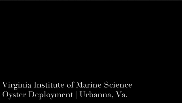Virginia Institute of Marine Science Scientist Emily Revist deploying oysters with students (Highlight Video)