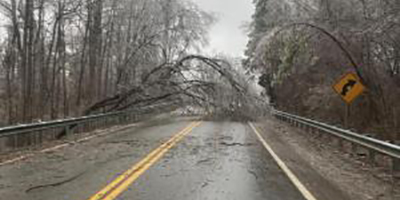 trees down over road